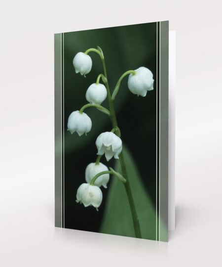 Maiglöckchen als Trauersymbol, zarte weiße Blüten für Abschied und Erinnerung.